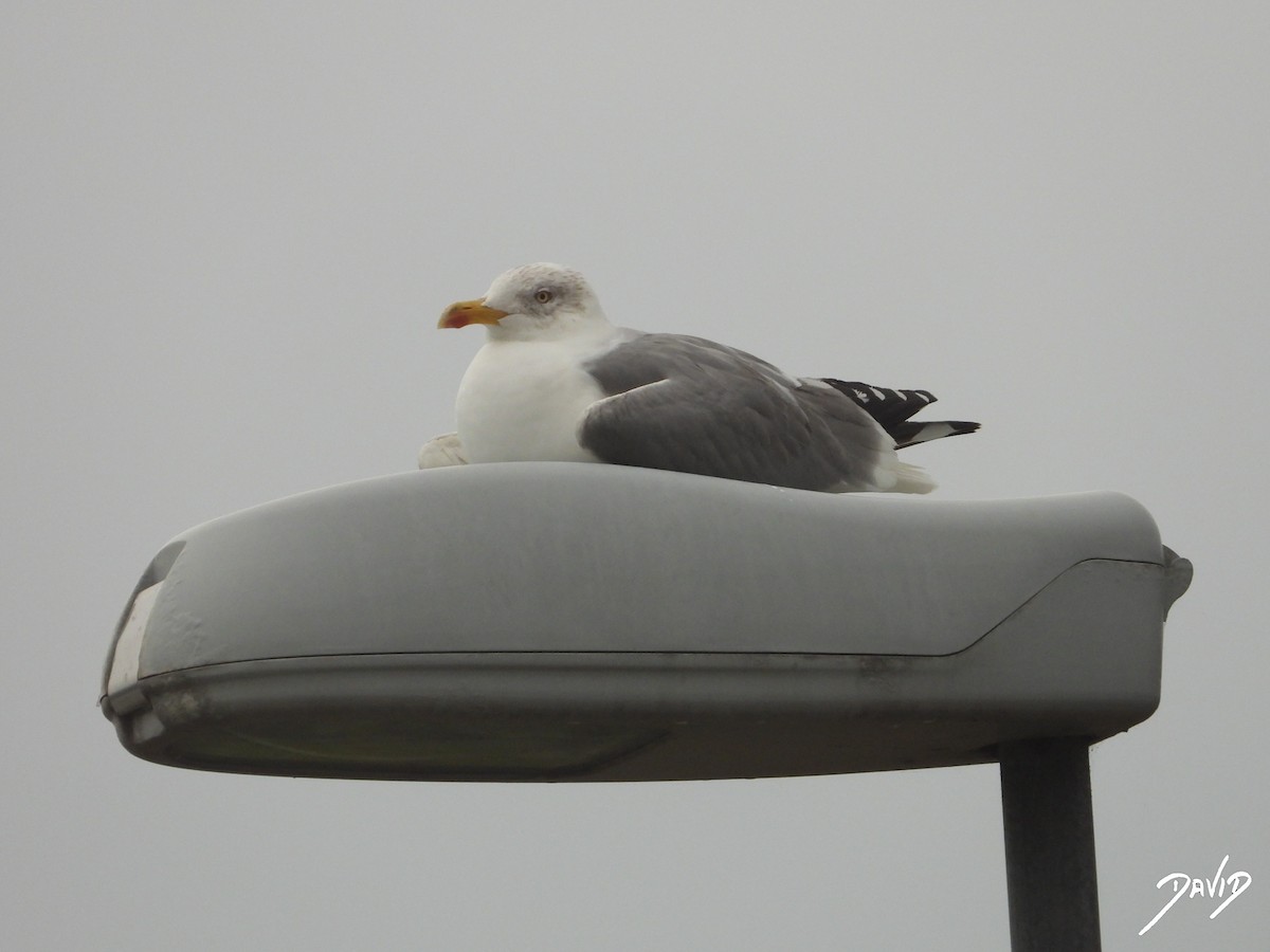 Yellow-legged Gull - ML647365013