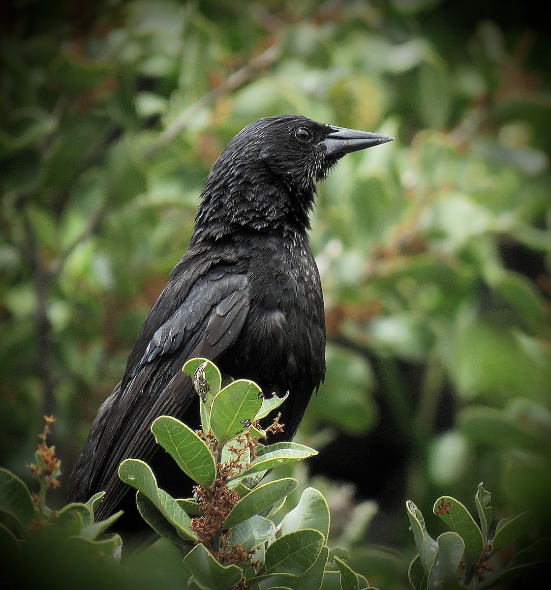 Austral Blackbird - ML647365014