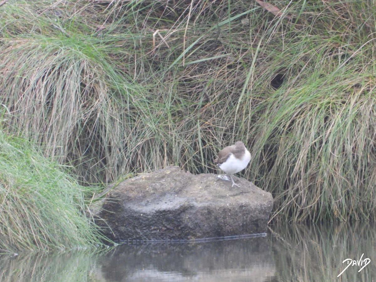 Common Sandpiper - ML647365018
