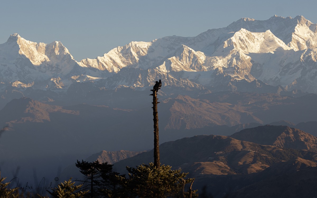Large-billed Crow - ML647365019