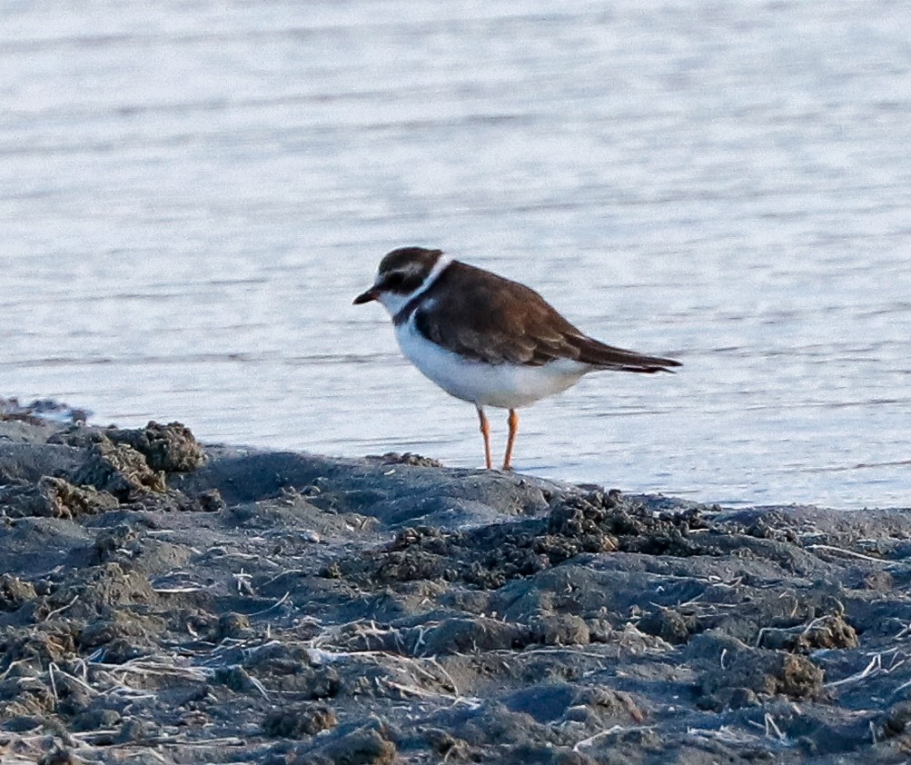 Semipalmated Plover - ML647365021