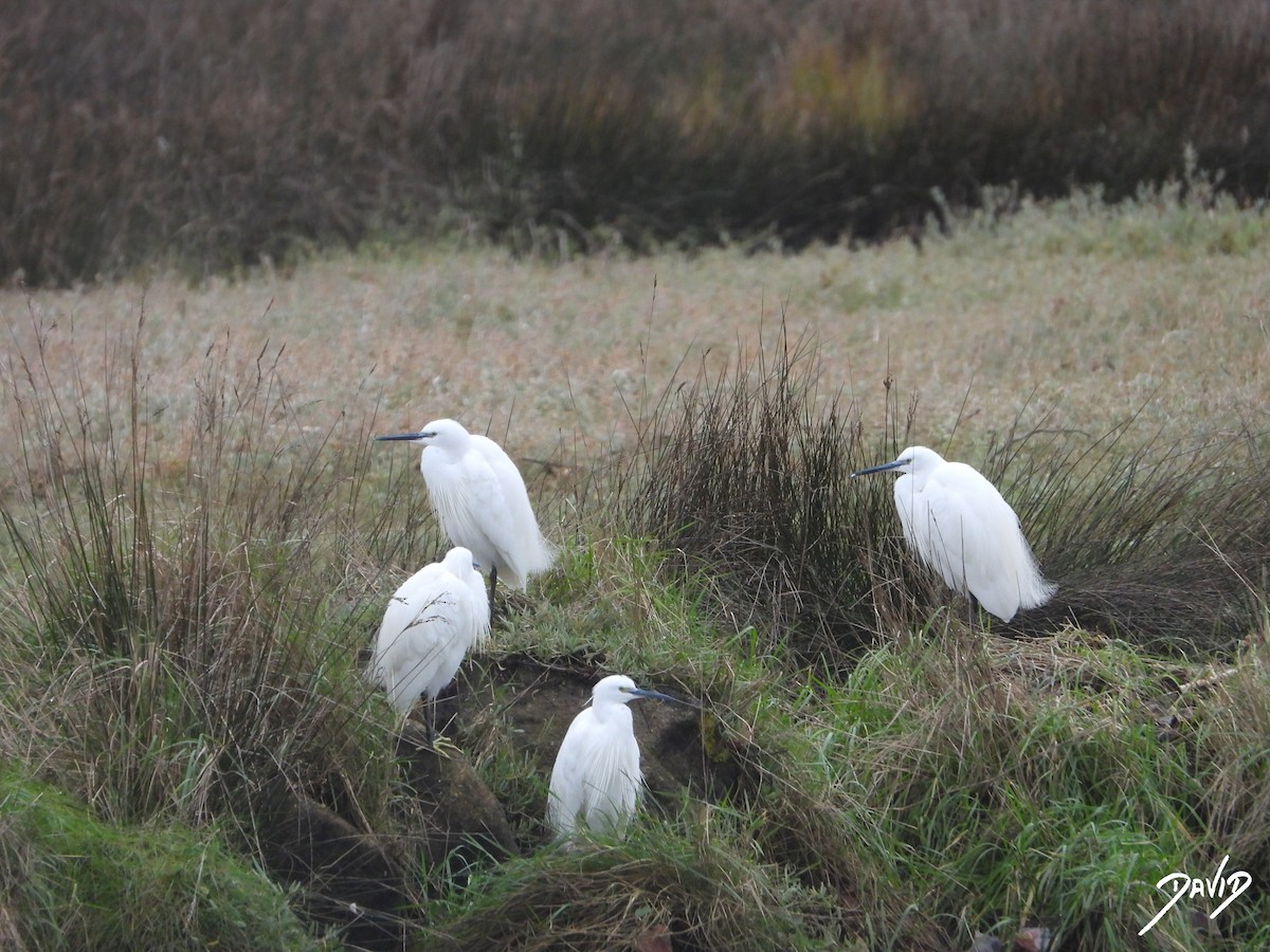 Little Egret - ML647365022