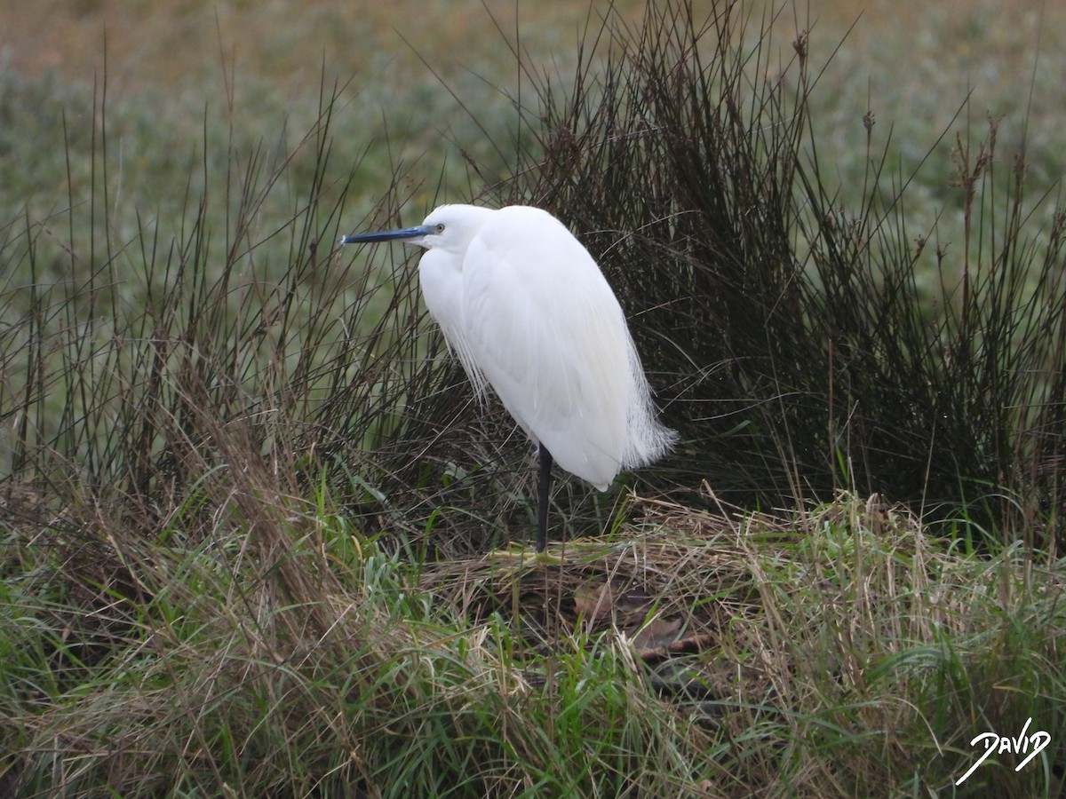Little Egret - ML647365023