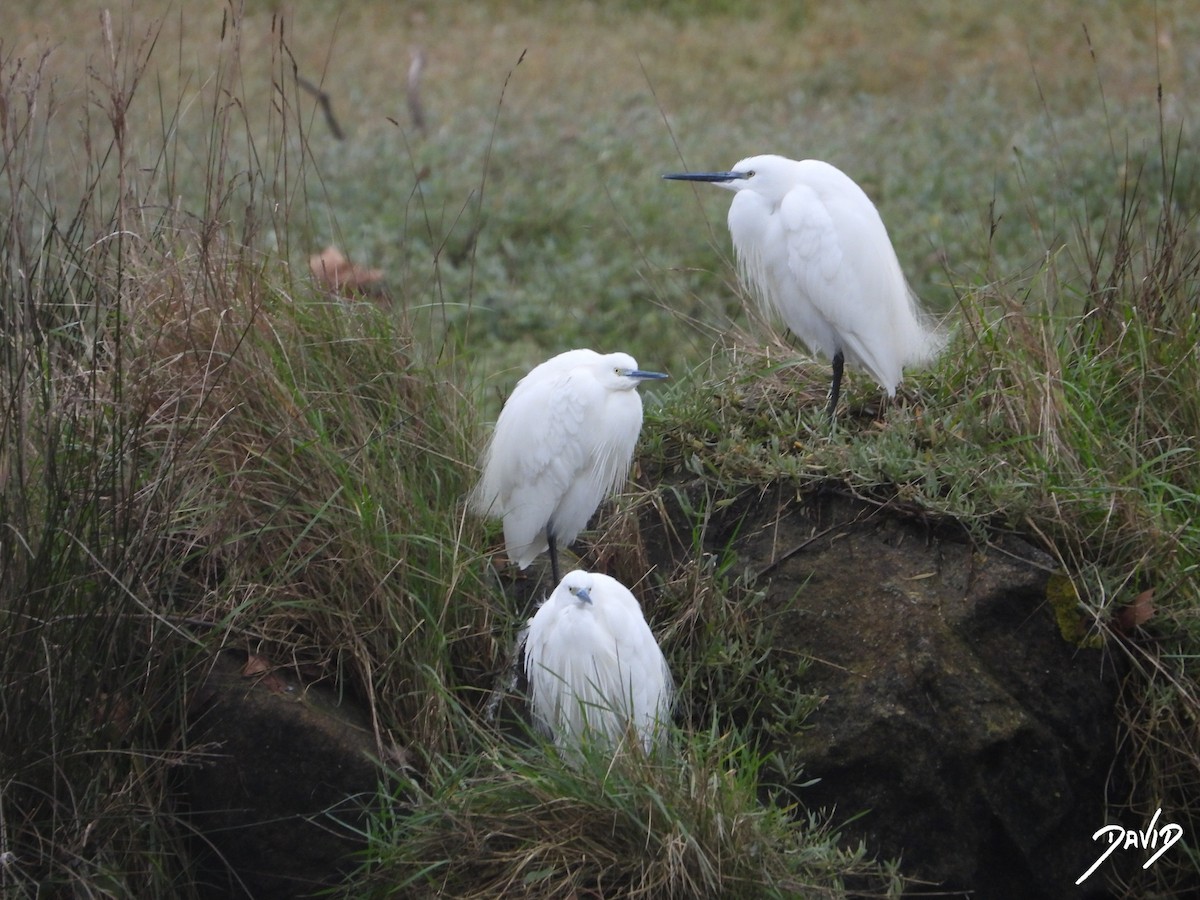 Little Egret - ML647365024