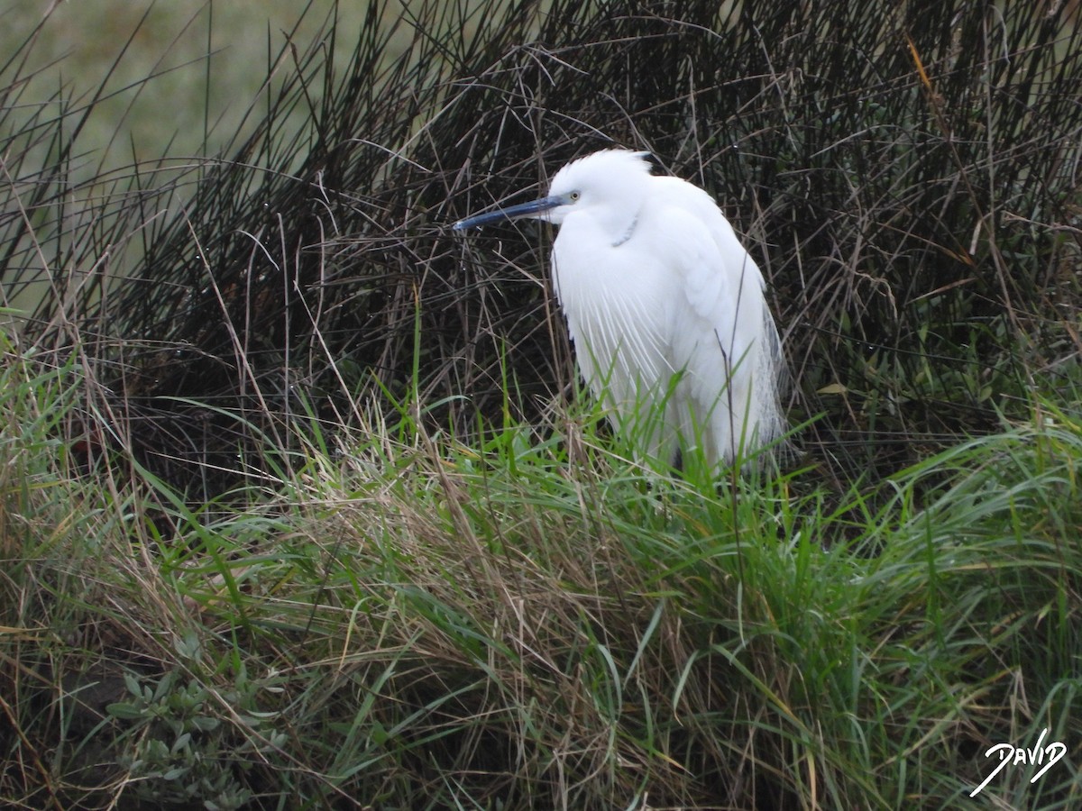 Little Egret - ML647365025