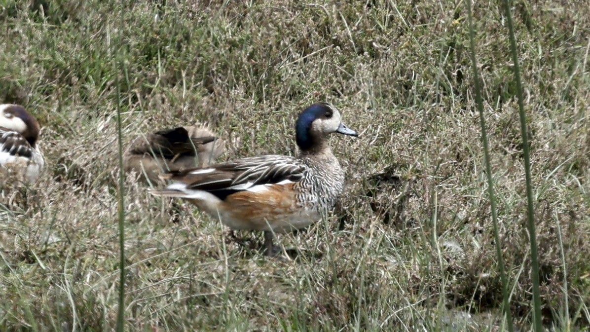 Chiloe Wigeon - ML647365026