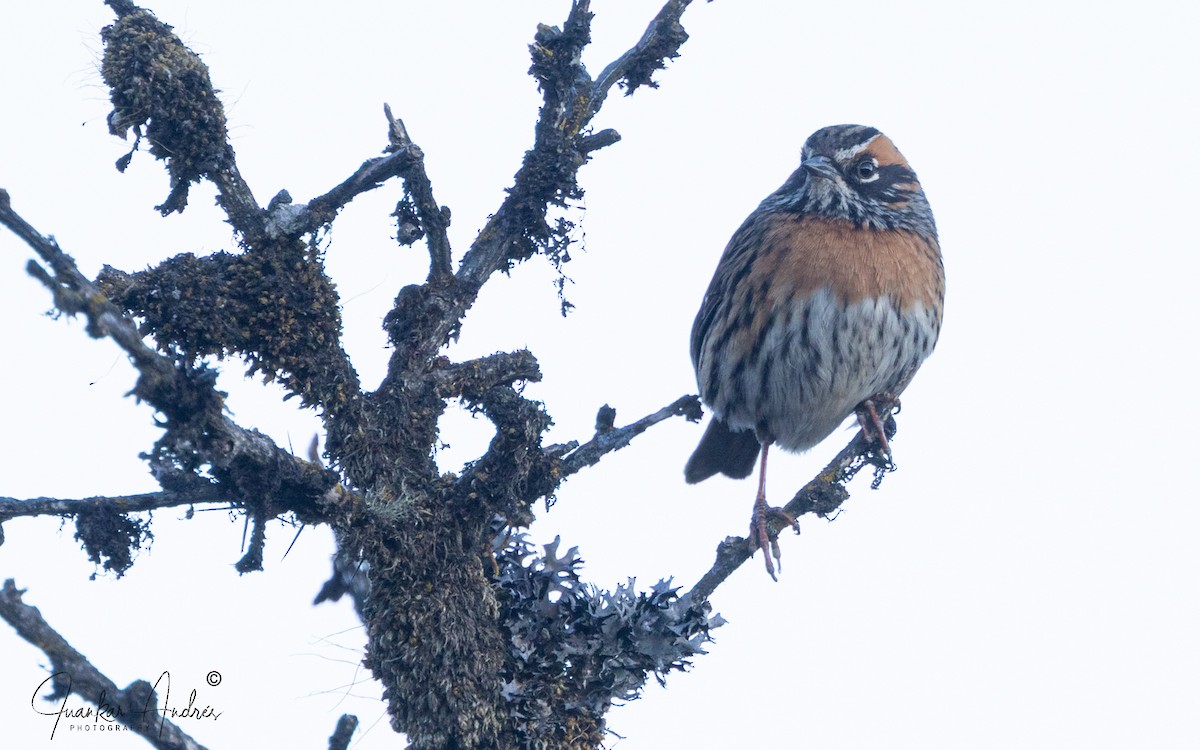 Rufous-breasted Accentor - ML647365027