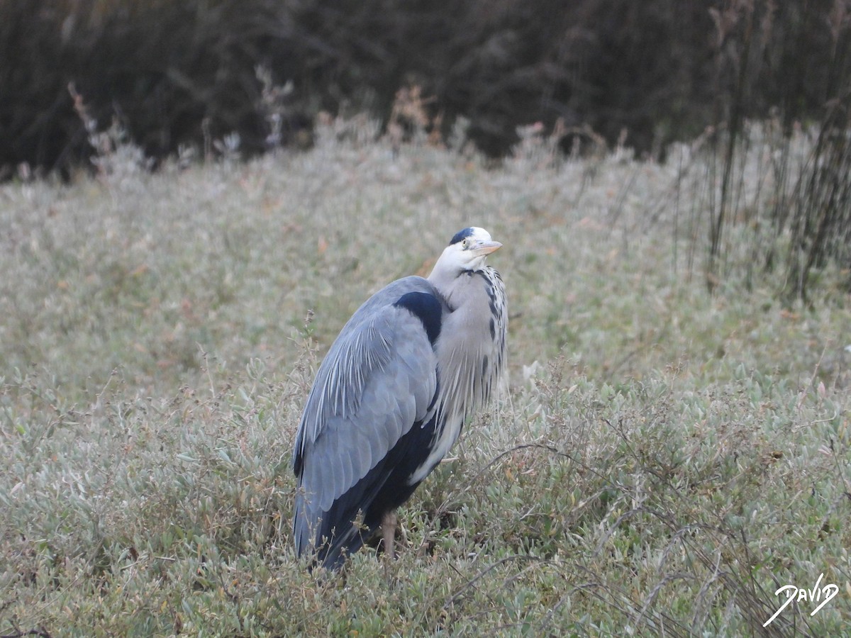 Gray Heron - ML647365028