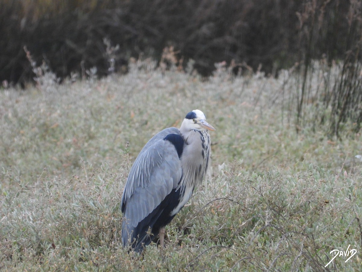 Gray Heron - ML647365029