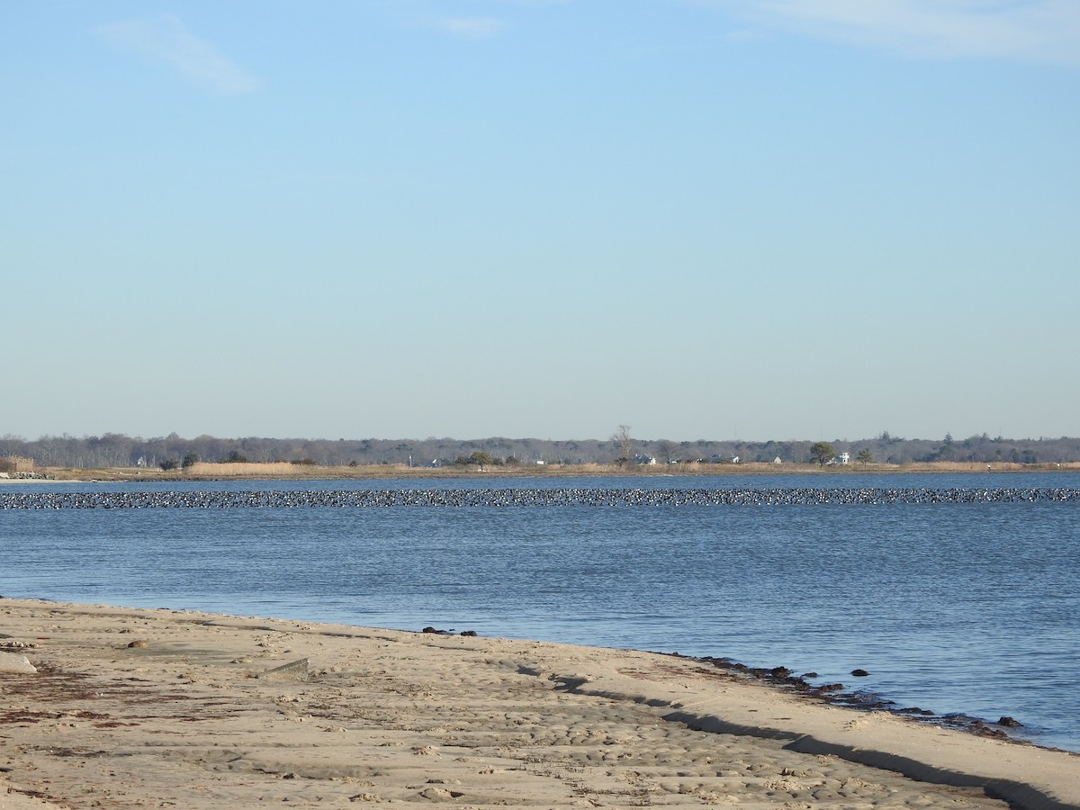 Greater Scaup - ML647365030