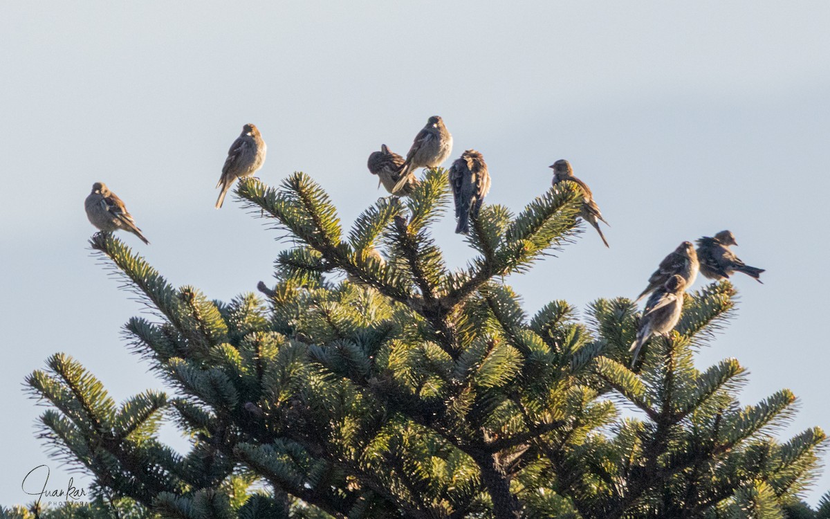Plain Mountain Finch - ML647365031