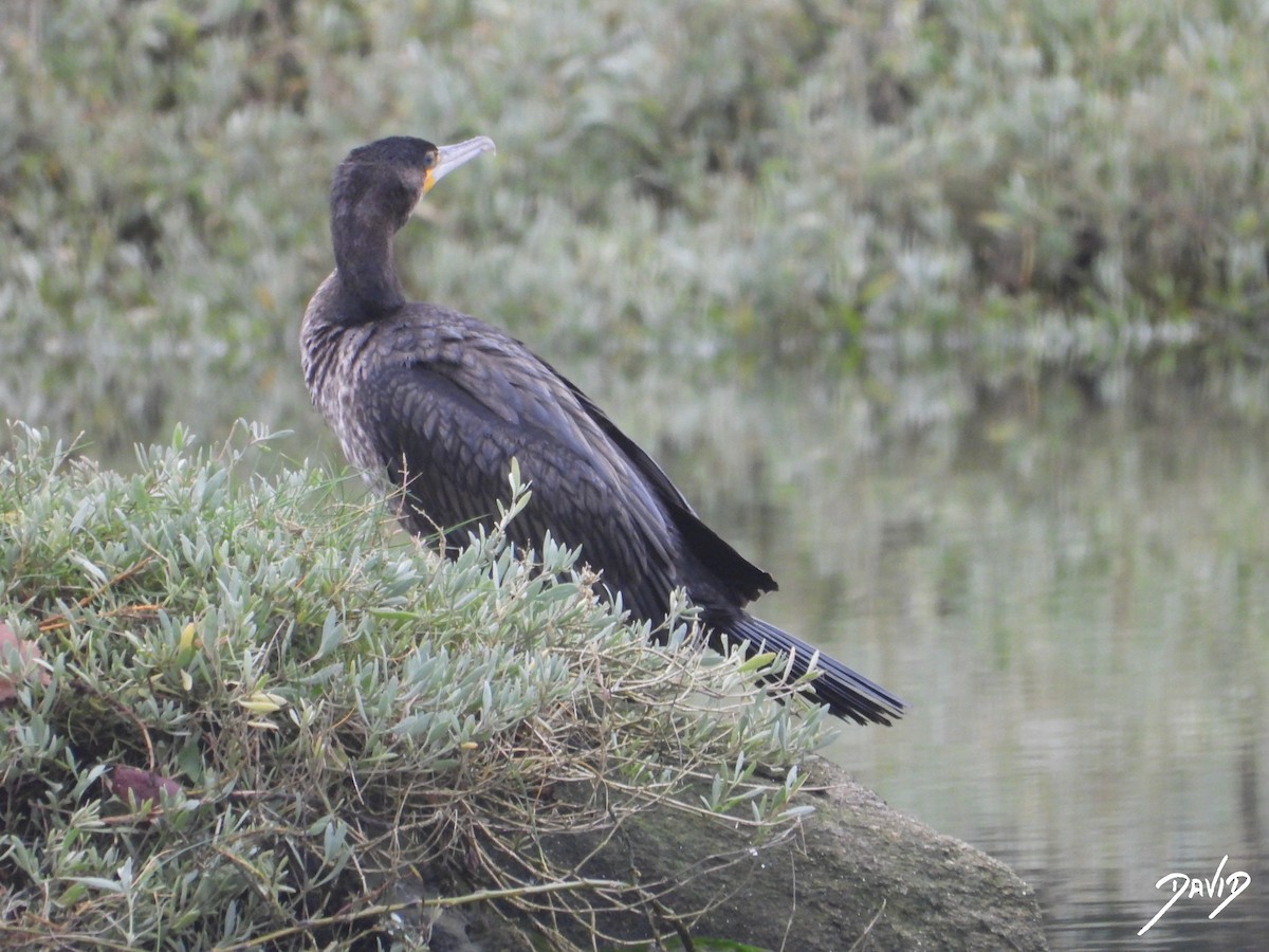 Great Cormorant - ML647365032