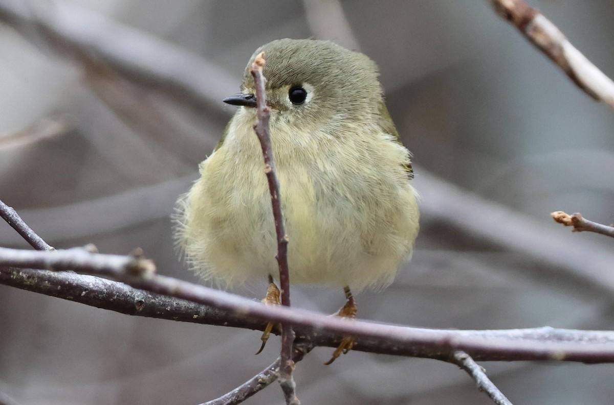Ruby-crowned Kinglet - ML647365035