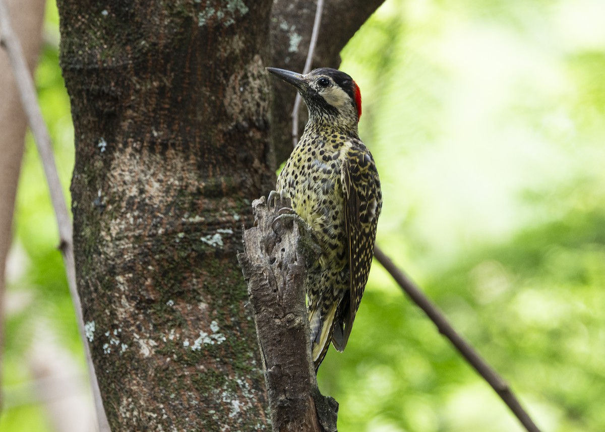 Green-barred Woodpecker - ML647365036