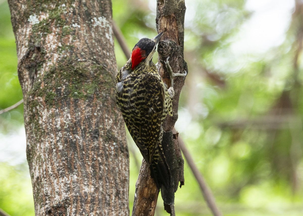 Green-barred Woodpecker - ML647365039
