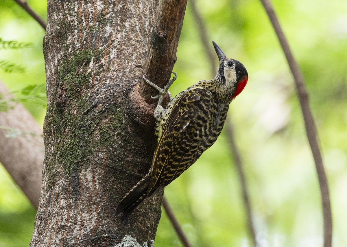 Green-barred Woodpecker - ML647365040