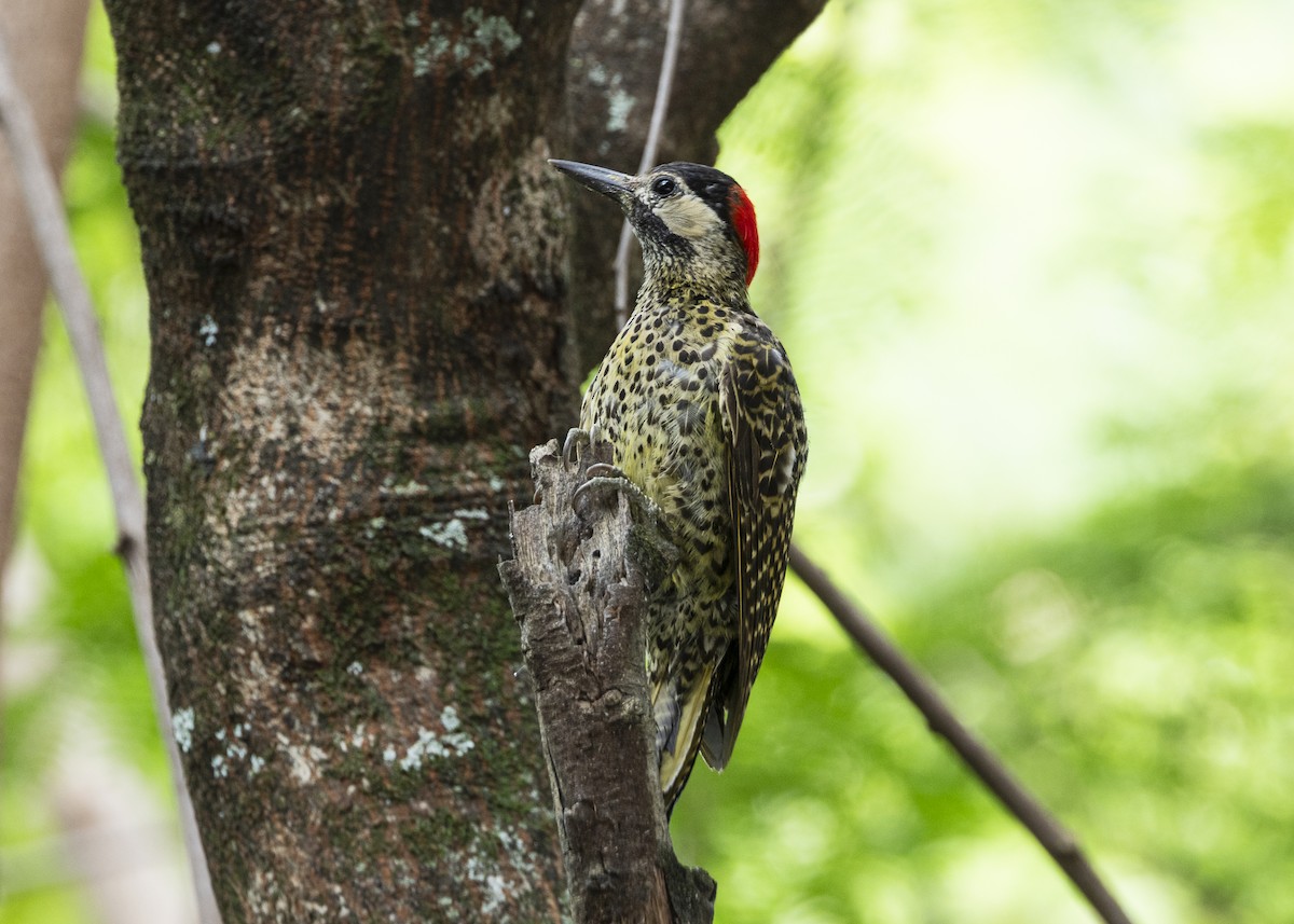Green-barred Woodpecker - ML647365041