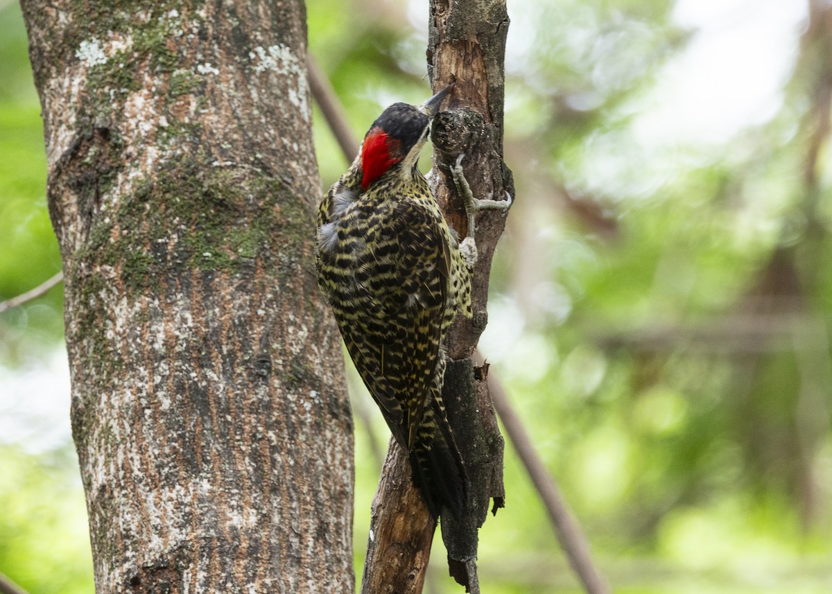 Green-barred Woodpecker - ML647365042