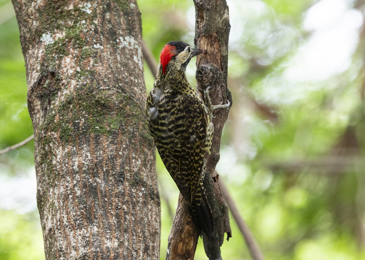 Green-barred Woodpecker - ML647365043
