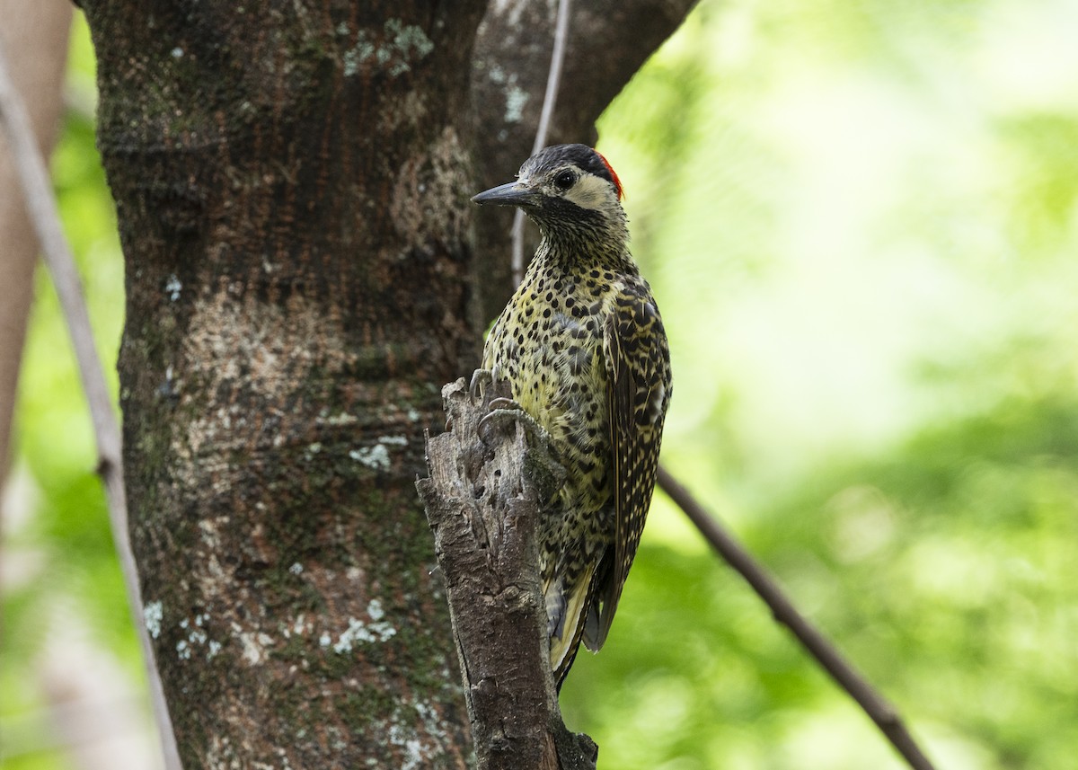 Green-barred Woodpecker - ML647365044