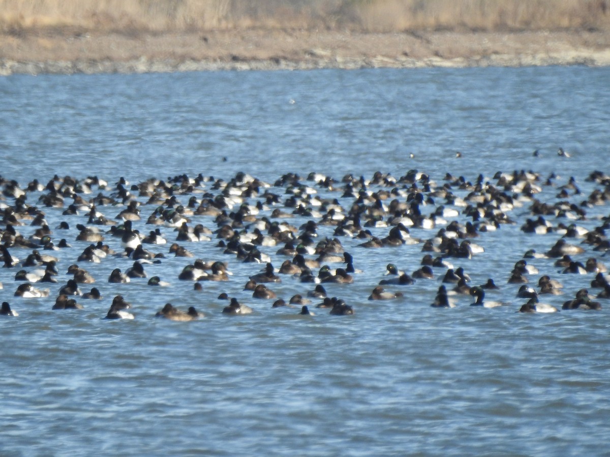 bergand - ML647365048