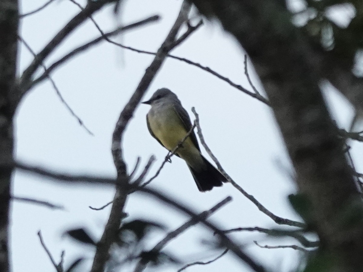 Batı Tiranı - ML647365056