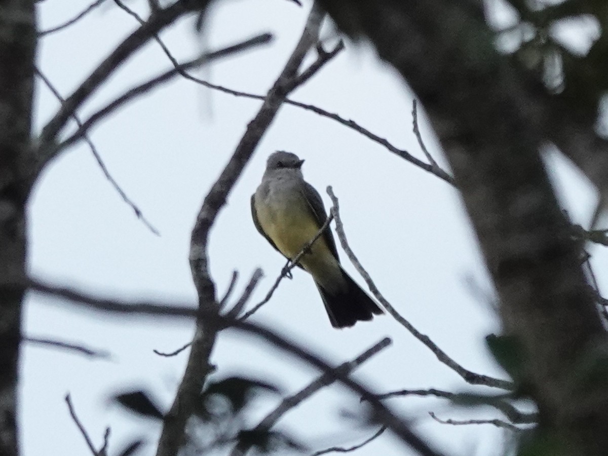 Batı Tiranı - ML647365057