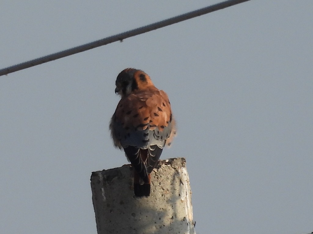 American Kestrel - ML647365064