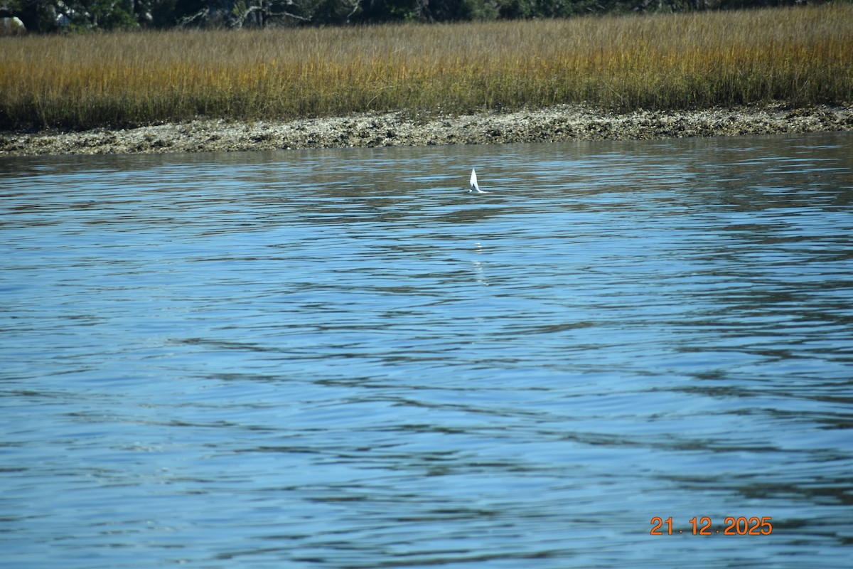 Forster's Tern - ML647365068