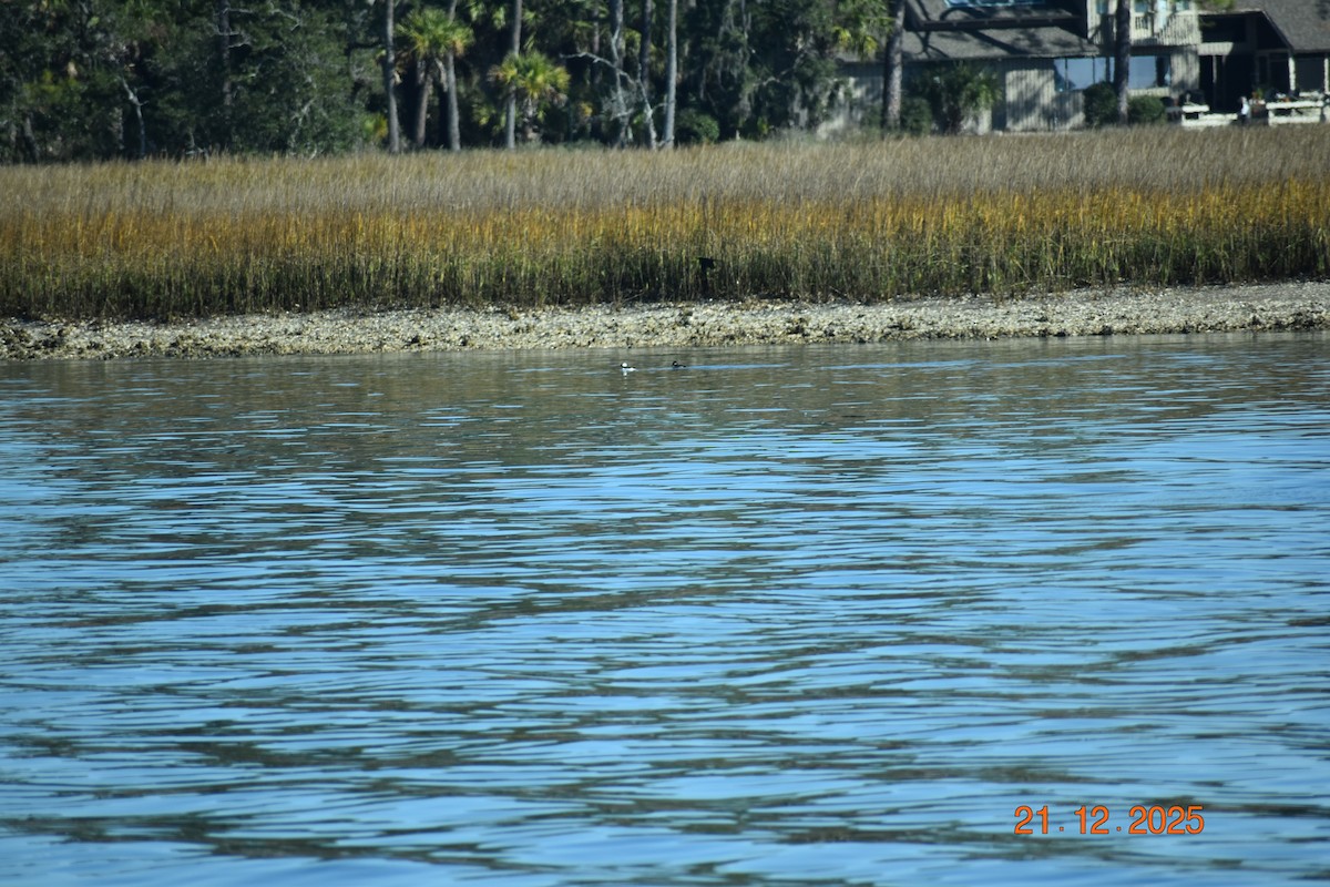 Forster's Tern - ML647365069