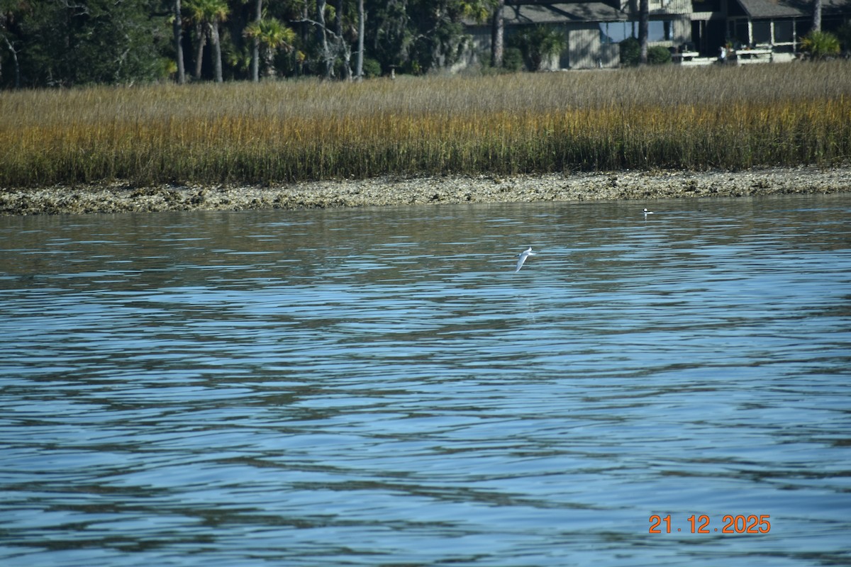 Forster's Tern - ML647365070