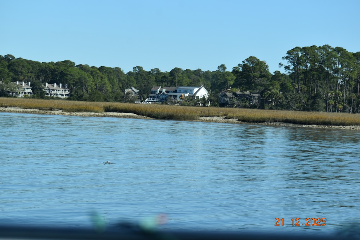 Forster's Tern - ML647365092