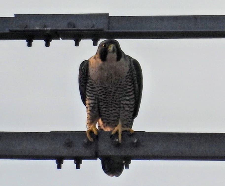 遊隼 - ML647365094