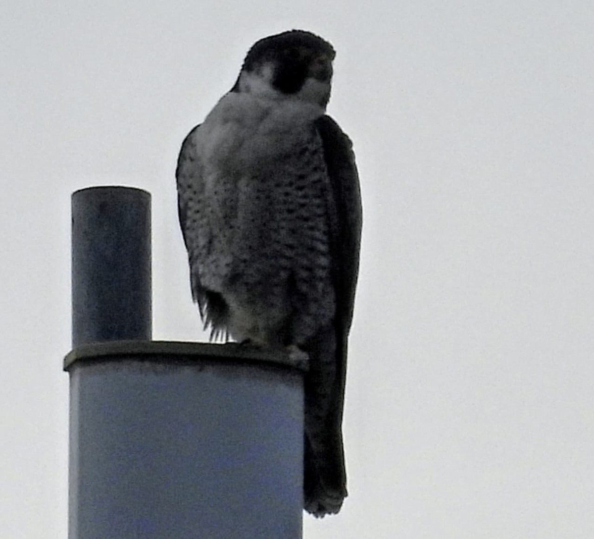 遊隼 - ML647365095