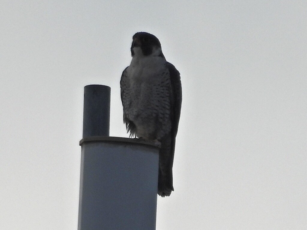 遊隼 - ML647365096