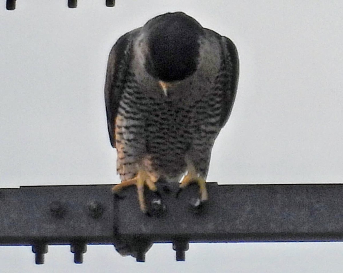 遊隼 - ML647365097