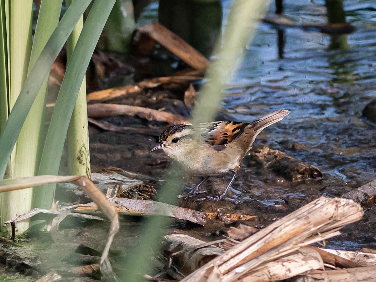Junquero troglodyte - ML647365099