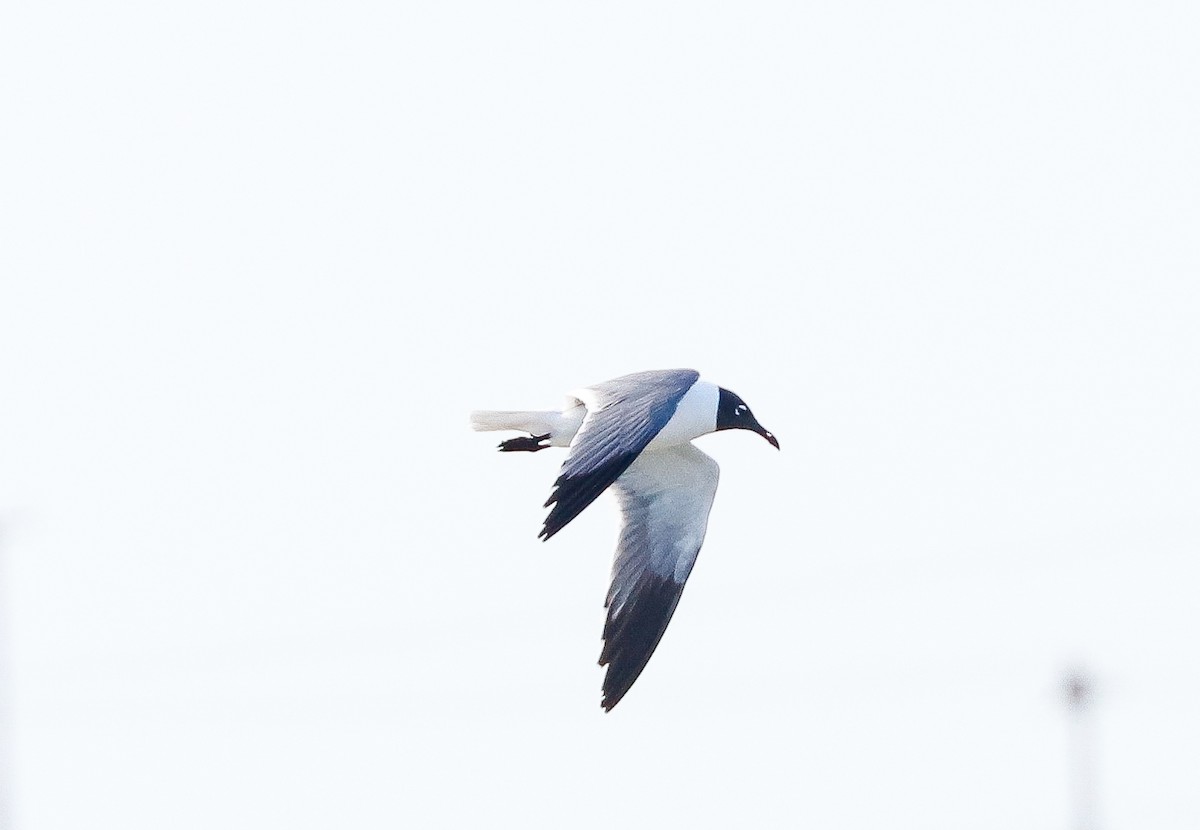 Laughing Gull - ML647365101