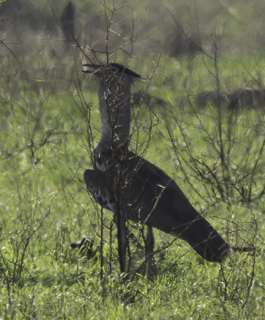 Kori Toyu - ML647365102