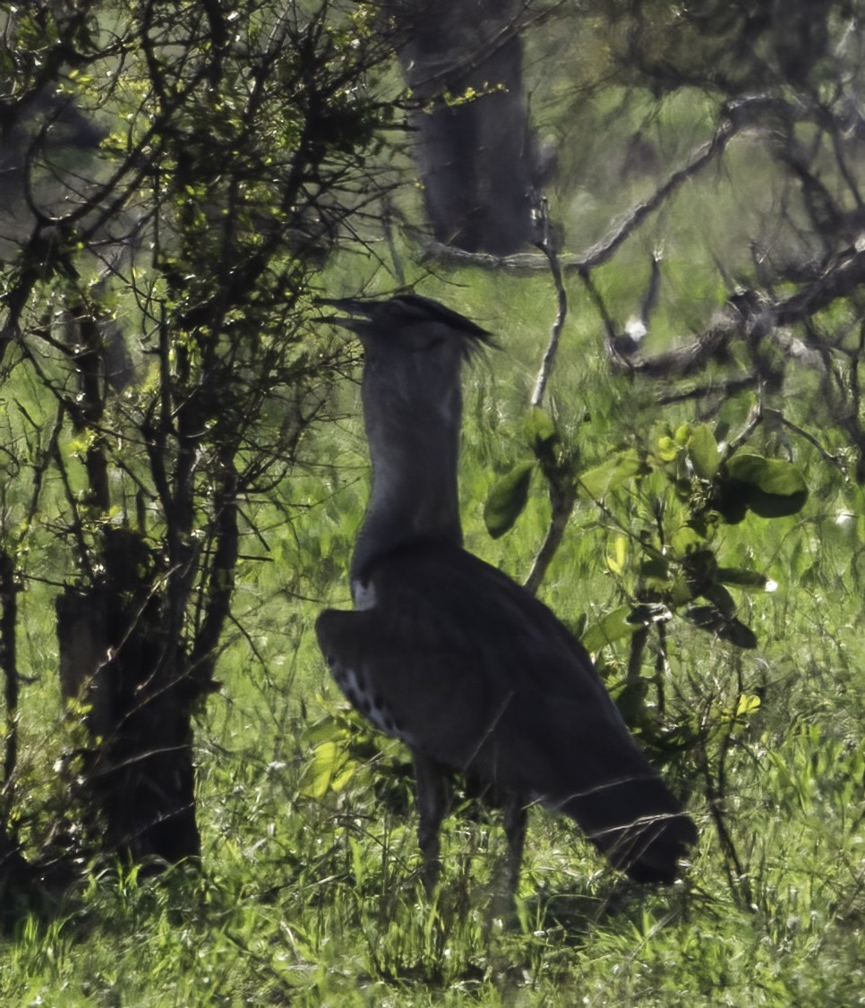 Kori Toyu - ML647365103