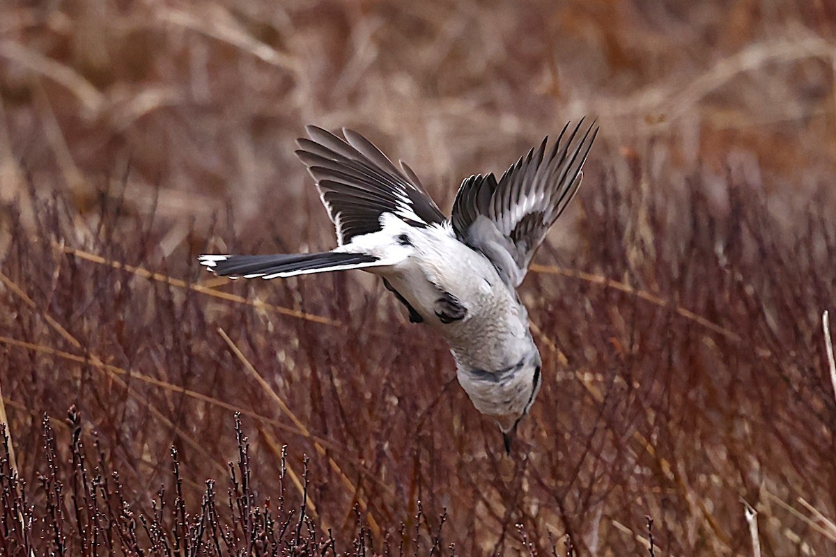 ťuhýk severní - ML647365114