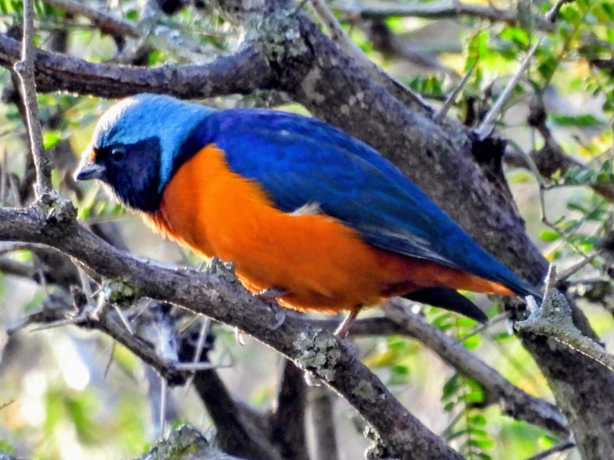 Elegant Euphonia - ML647365115