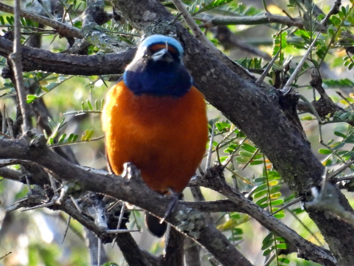 Elegant Euphonia - ML647365121