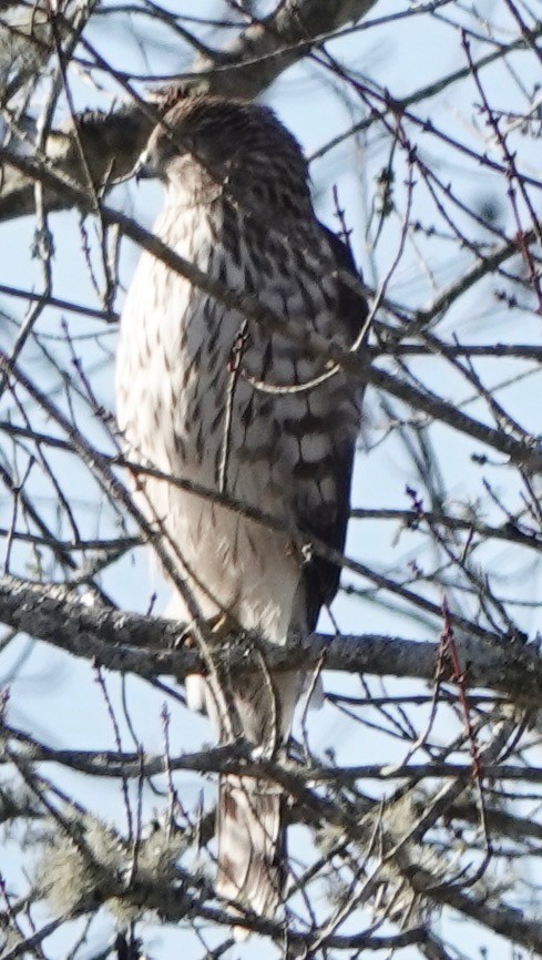 Cooper's Hawk - ML647365160