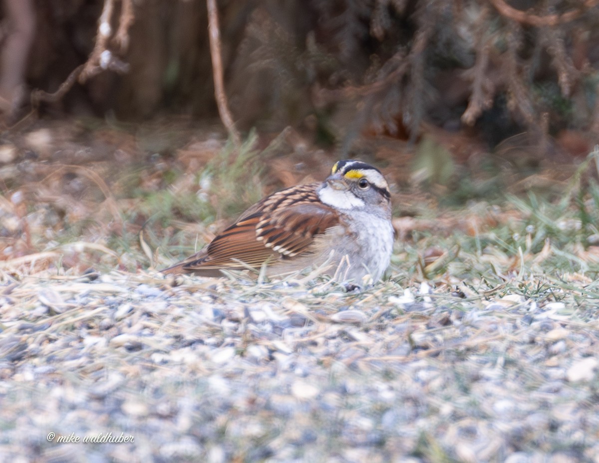 Белогорлая зонотрихия - ML647365168