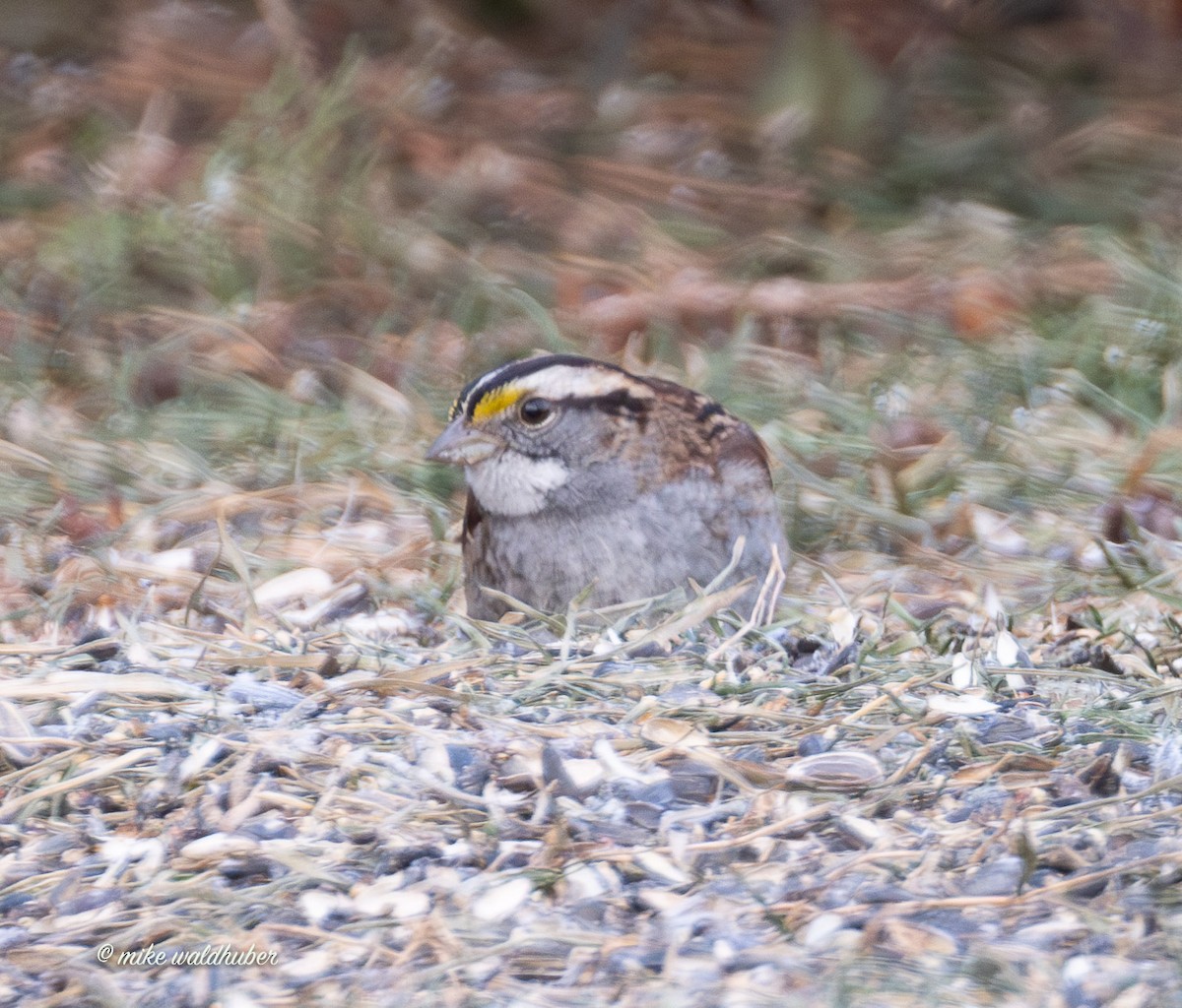 Белогорлая зонотрихия - ML647365169