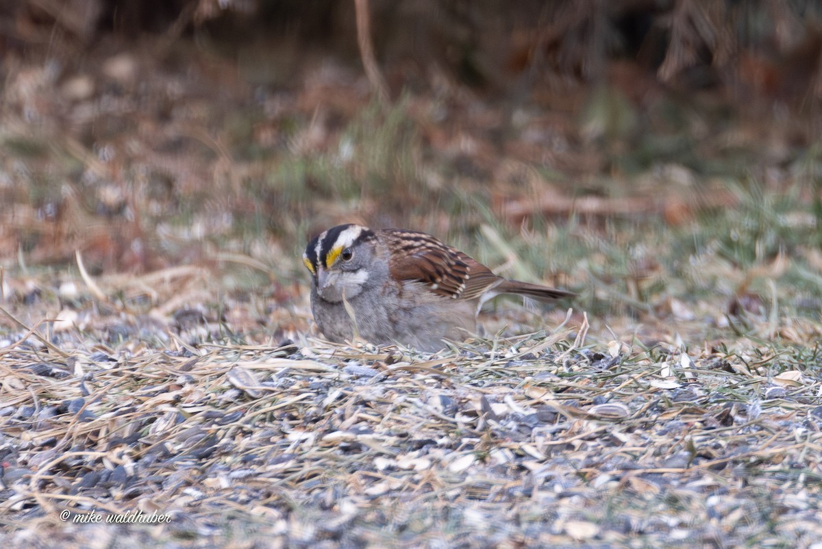 Белогорлая зонотрихия - ML647365170