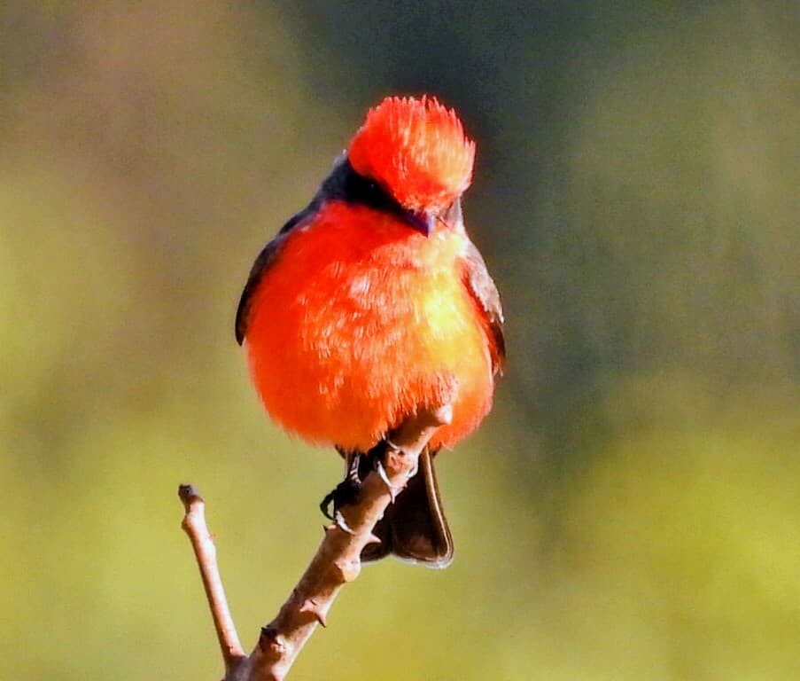 Vermilion Flycatcher - ML647365174