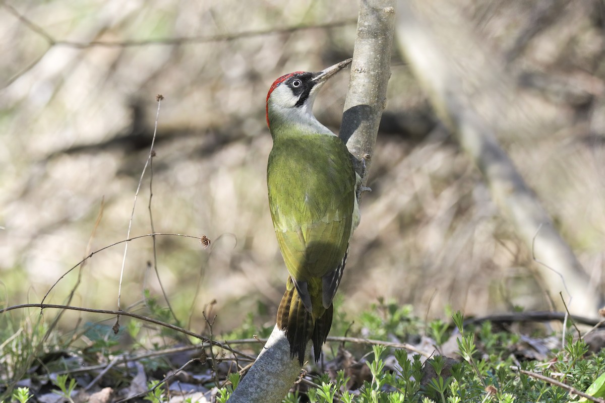 נקר ירוק - ML647365178