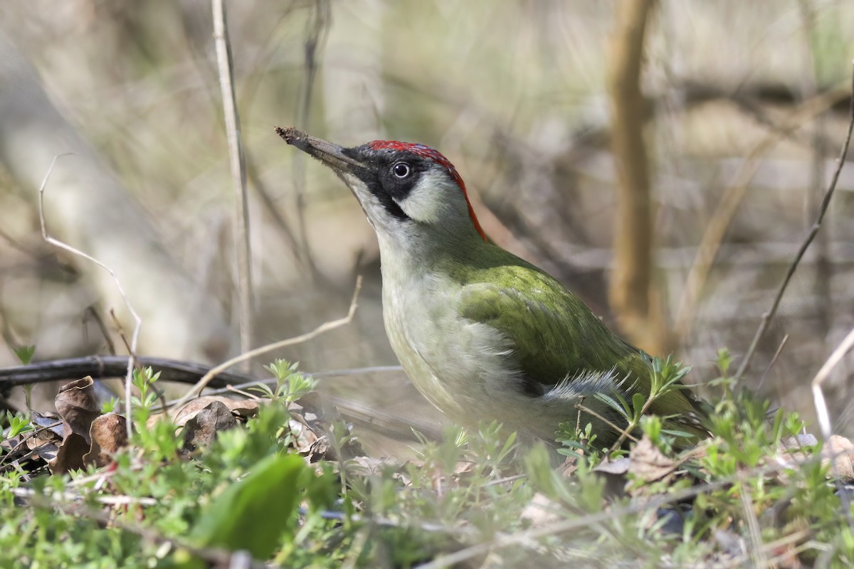 נקר ירוק - ML647365179